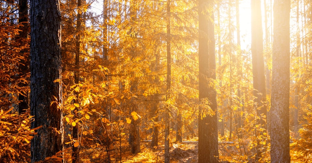 Стратегическое мышление и достижение целей через игровой опыт